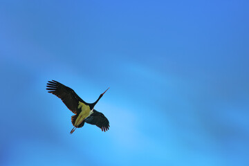 Black stork flying in the blue sky