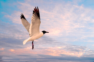 seagull in flight