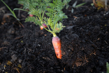 Vibrant carrot emerging from rich, dark soil in a garden
