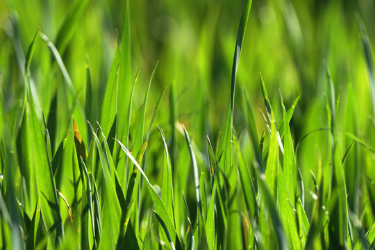 Close-up of vibrant green blades of grass in sunlight