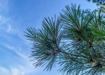 Long pine needles on a branch against a blue sky