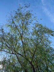 Willow tree canopy against a blue sky and bright sun rising