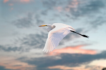 Egret flying