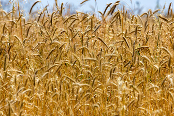 Close-up of a ripe wheat crop