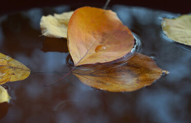 Yellow leaves float on the water