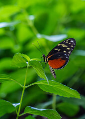 colorful and wonderful butterflies in the garden