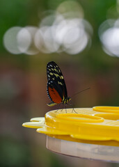 colorful and wonderful butterflies in the garden