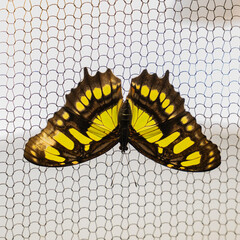 colorful and wonderful butterflies in the garden