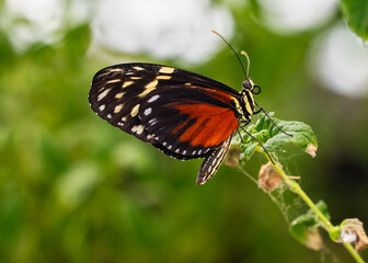 colorful and wonderful butterflies in the garden