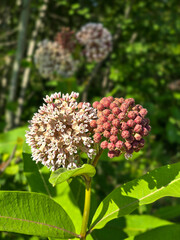 red and white flowers
Milkweed flower in bloom with a cluster of buds, with green leaves in sunlight