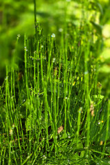 fresh green grass
Cinquefoil Vibrant Yellow Immortelle Flowers in Full Bloom 
