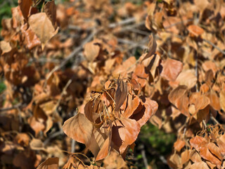 fallen autumn leaves
Close-up of dried autumn leaves in sunlight