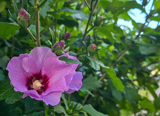 Fototapeta premium Pink flowers in the garden Close-up of a vibrant pink hibiscus flower in full bloom