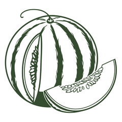vector illustration of honeydew melon