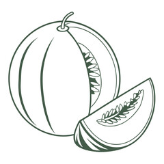 vector illustration of honeydew melon