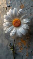 A close-up shot of a single white daisy on a plain light gray background