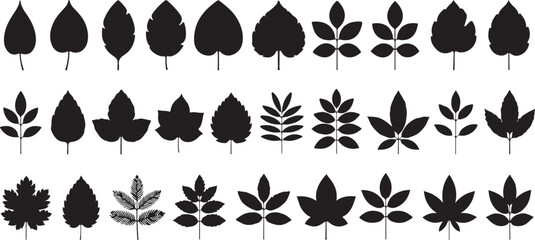 Thirty Black Silhouettes of Various Leaf Types Arranged in Three Horizontal Rows on White Background Botanical Illustration Set of Simple Leaf Shapes