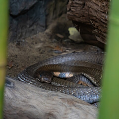 Snake close up in the garden