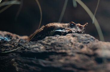 Snake close up in the garden