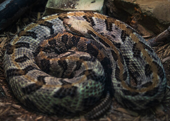 Snake close up in the garden