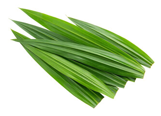 Fresh pandan leaves arranged in a neat stack isolated on a clean white background for presentation