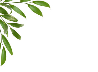 Green twig of italian ruscus (DANAE RACEMOSA) with fresh leaves in a corner arrangement isolated on...