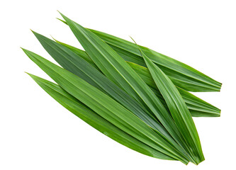 Obraz premium Vibrant green pandan leaves arranged in a cluster on a plain white background showing texture detail
