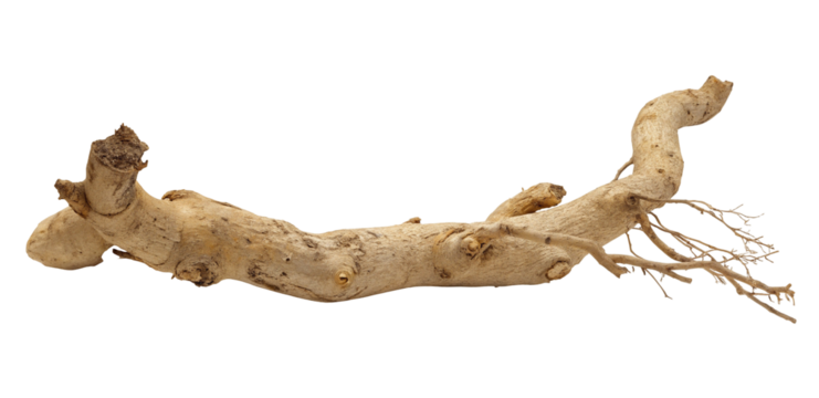 Natural twisted tree branch with roots isolated on black background for design or decoration use