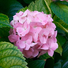 Pink large-leaved hydrangea flower. Photo.