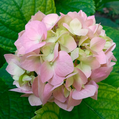 Photo of pink and green hydrangea flower.