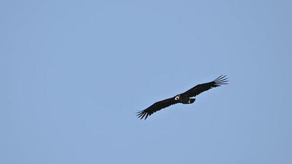 Black Vulture flying - Powered by Adobe