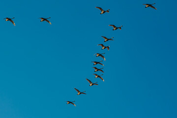 Flock of swans on blue sky background