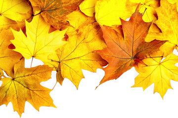 Pile of vibrant autumn maple leaves isolated on transparent background