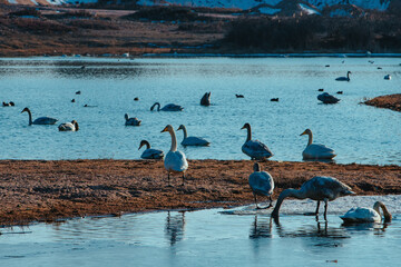 Swans on Issyk-kul lake shore on spring day, Kyrgyzstan