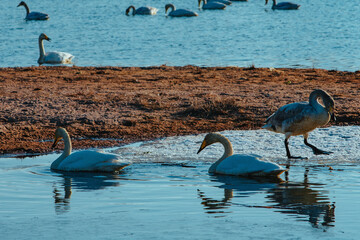 Swans on Issyk-kul lake shore on spring day, Kyrgyzstan