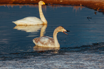 Two swans on Issyk-kul lake shore on spring day, Kyrgyzstan