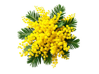 Beautiful mimosa flower bouquet isolated on black background, Isolated On Transparent Background, Png