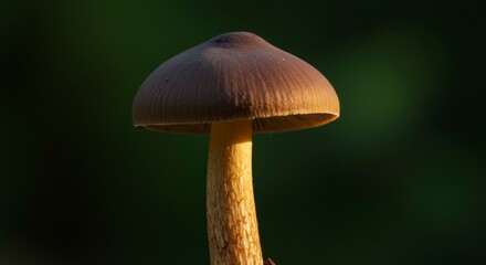 Close-up of a mushroom (1)