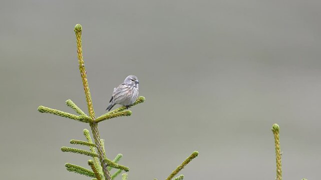 linnet bird is standing on a branch