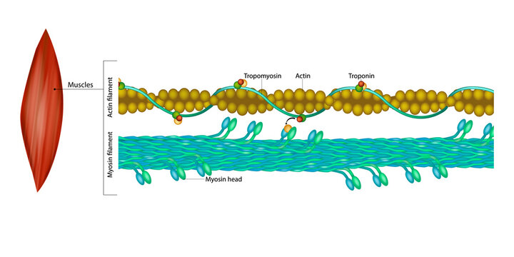 Molecular Structure of Actin and Myosin Filaments in Muscle Contraction. Detailed Diagram of Sarcomere Components in Skeletal Muscle Fibers
