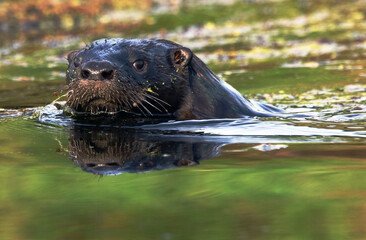 North American river otter Lontra canadensis swimming by my canoe