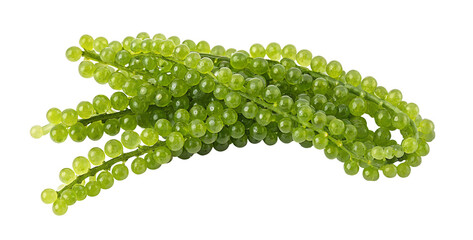 Close up of bunches of fresh green sea grapes on a black background in a studio setting today