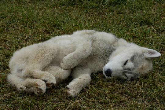 Perro hasky siberiano durmiendo pl&aacute;cidamente en el verano de la Patagonia.