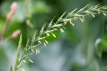 Grass weed creeping (Elymus repens) wheat grows in the field