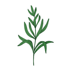 Rosemary engraved color sketch hand drawn on isolated background. Botanical vector illustration of culinary aromatic herb. Food, medicine, aromatherapy.  Design element for logo, sign, card, label