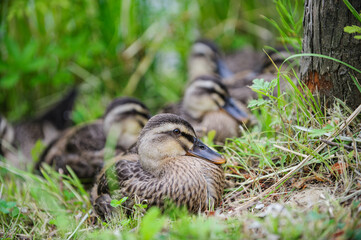 여러 오리 새끼들이 모여 앉아있는 모습