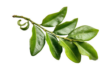 Obraz premium PNG Fresh green curry leaves on black background