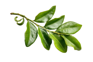 PNG Fresh green curry leaves on black background