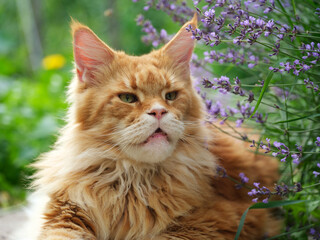 A red Maine Coon cat lying in a garden near a lavender bush. Close up.