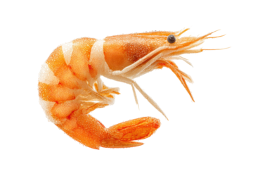 PNG Fresh cooked shrimp against black background